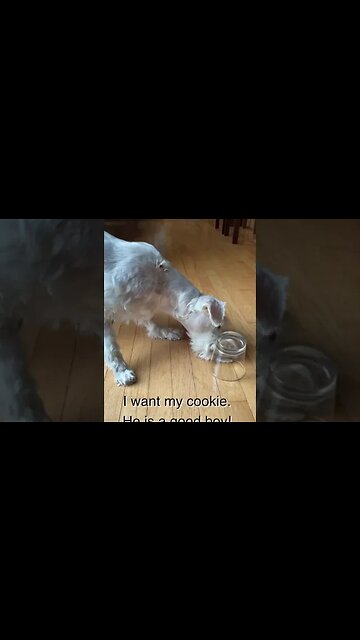 He wants his cookie #shorts