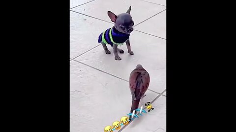 Dogs funny video 😁😁