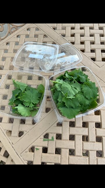 Garden Update 5/24/23