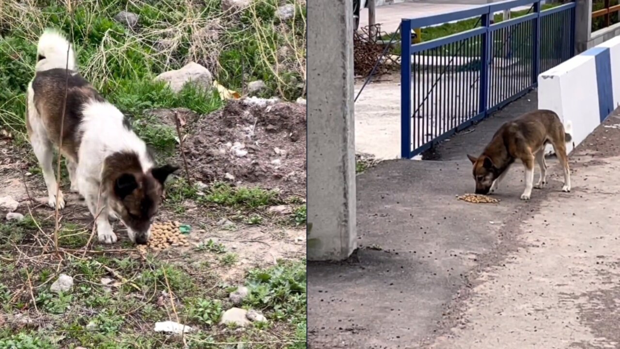 Giving Food To Poor Dog