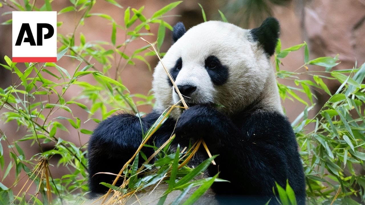 Meet the newest giant pandas in the US: Xin Bao and Yun Chuan