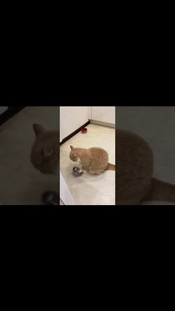 funny cat videos try not to laugh #shorts