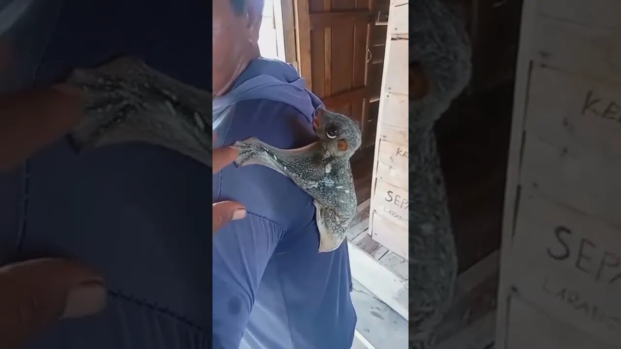 Pokémon in real life