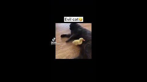 Evil cats so funny must watch 😂