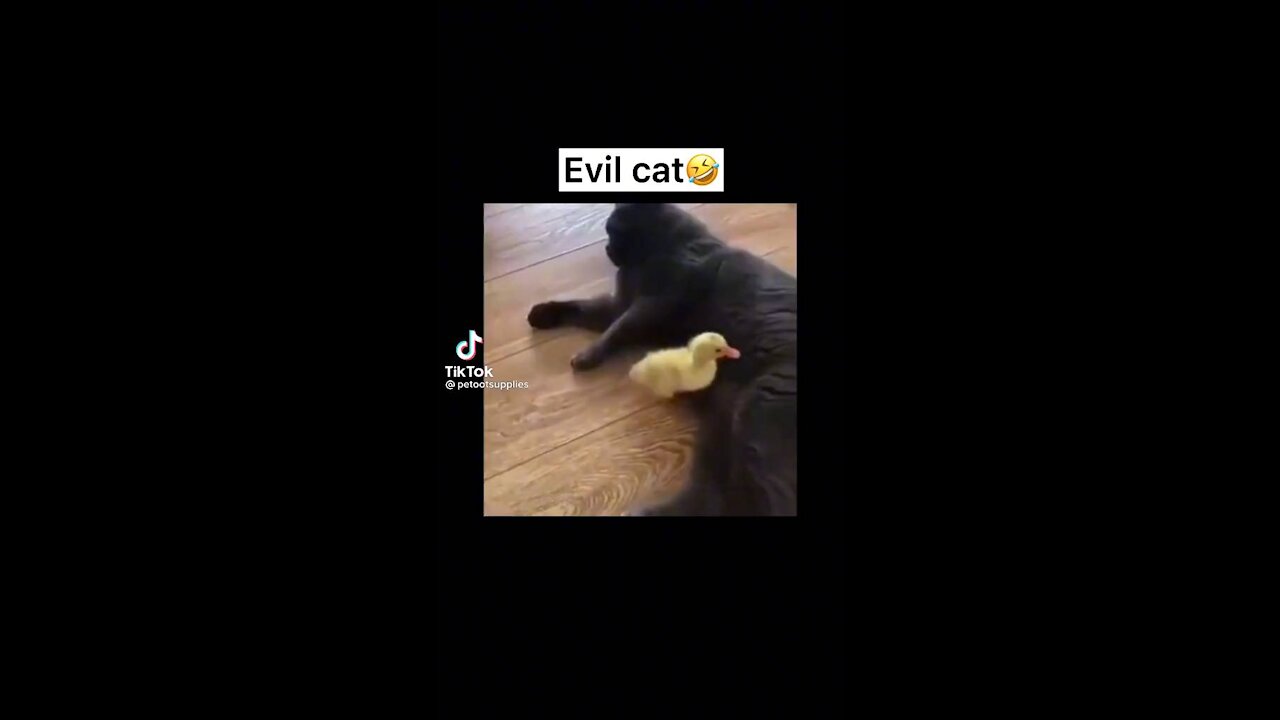 Evil cats so funny must watch 😂