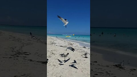 💦 Playa Cayo Santa María Cuba