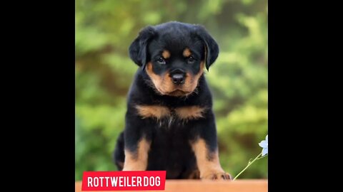 Rottweiler Dog 🐶 Journey Life #shorts