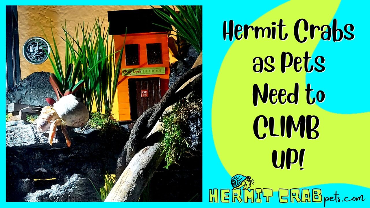 Hermit Crabs as Pets Need to CLIMB UP!