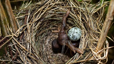 The Top 3 Craziest Birds in the World
