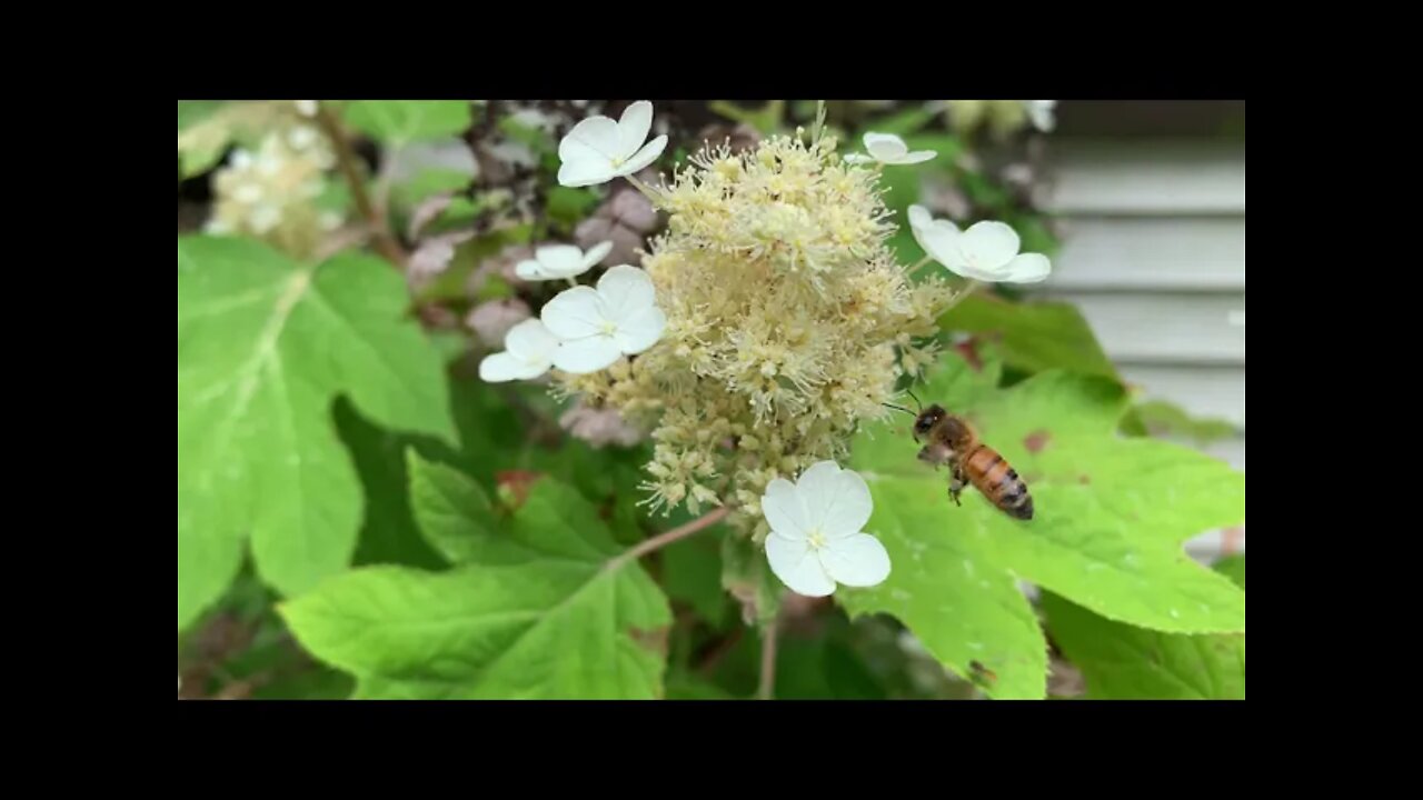 #shorts - June 26, 2021 HONEY BEES BEING HONEY BEES