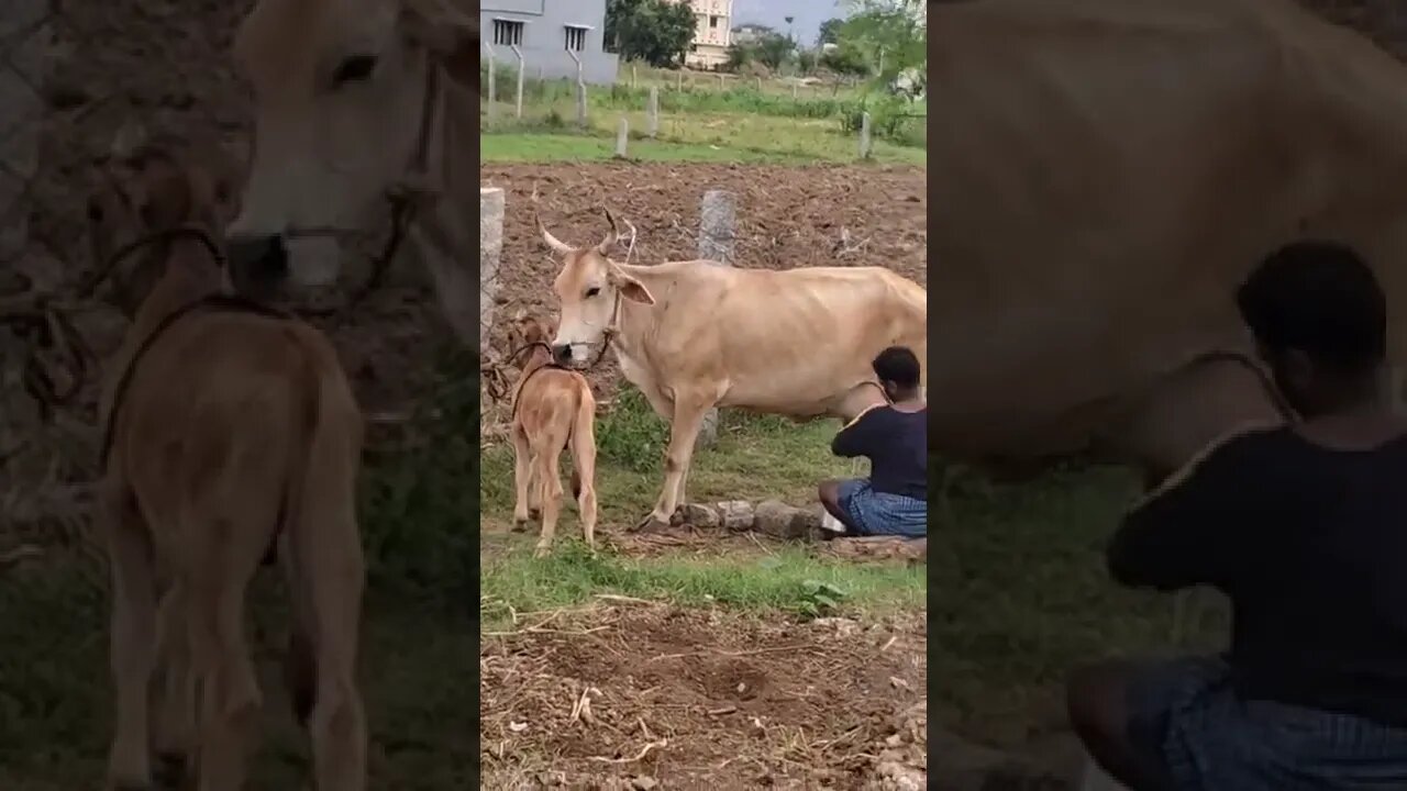 Cow 🐄 loving calf video,#shorts,#cow,#calf,#animal,#animallover,#viral,#cowcalflove