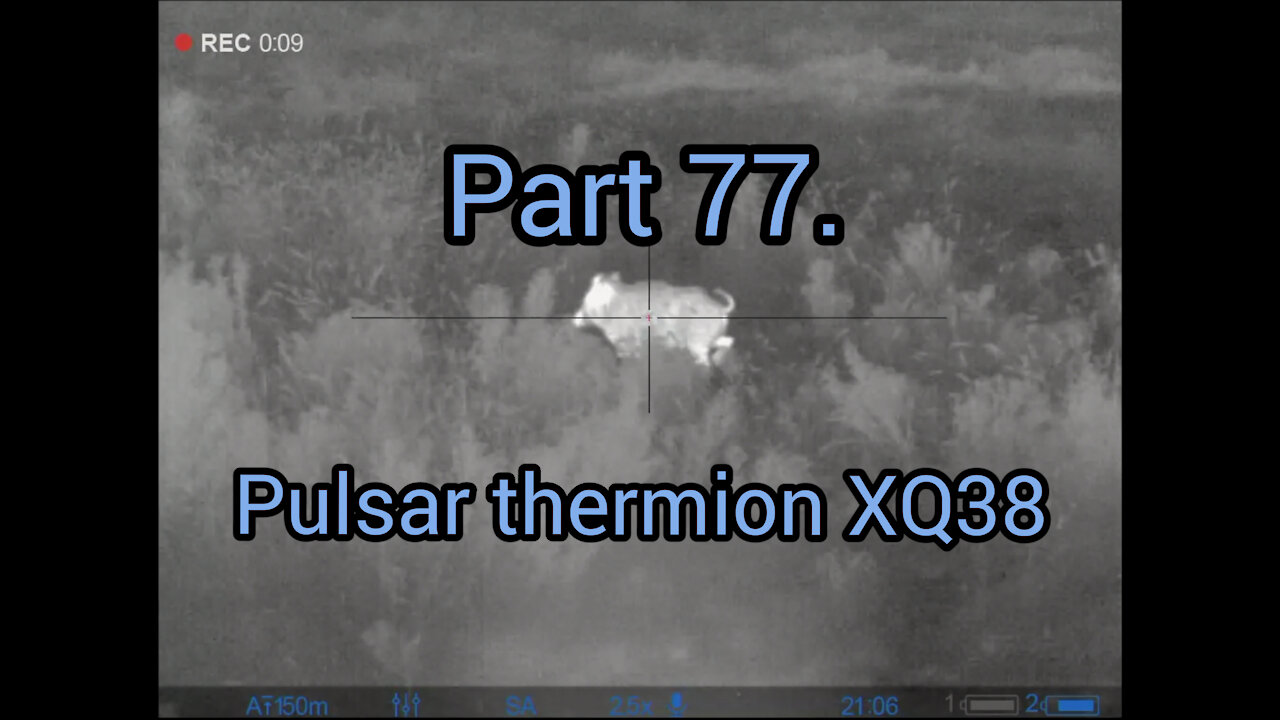 Part 77. Wildboar hunting, pulsar thermion xq38