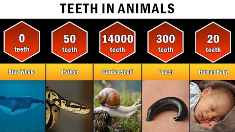 Comparison: Number of teeth in animals