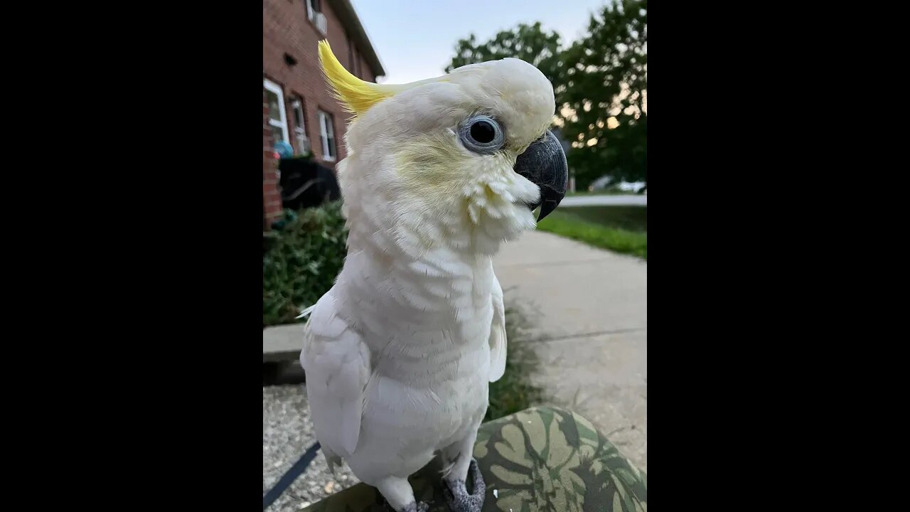 having a hard day make it funky by Steve Cutler Live