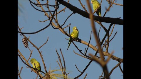 Cute Parrot Bird Perched On Tree