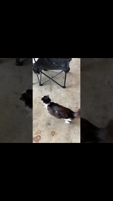 Shop cat chronicles… that’s not the shop #shorts