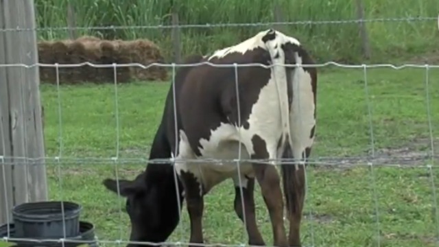 Homeowners protecting their animals and property