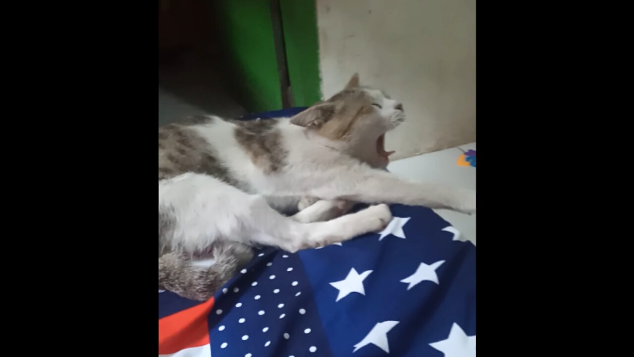 Funny cat - Don't try to disturb me!