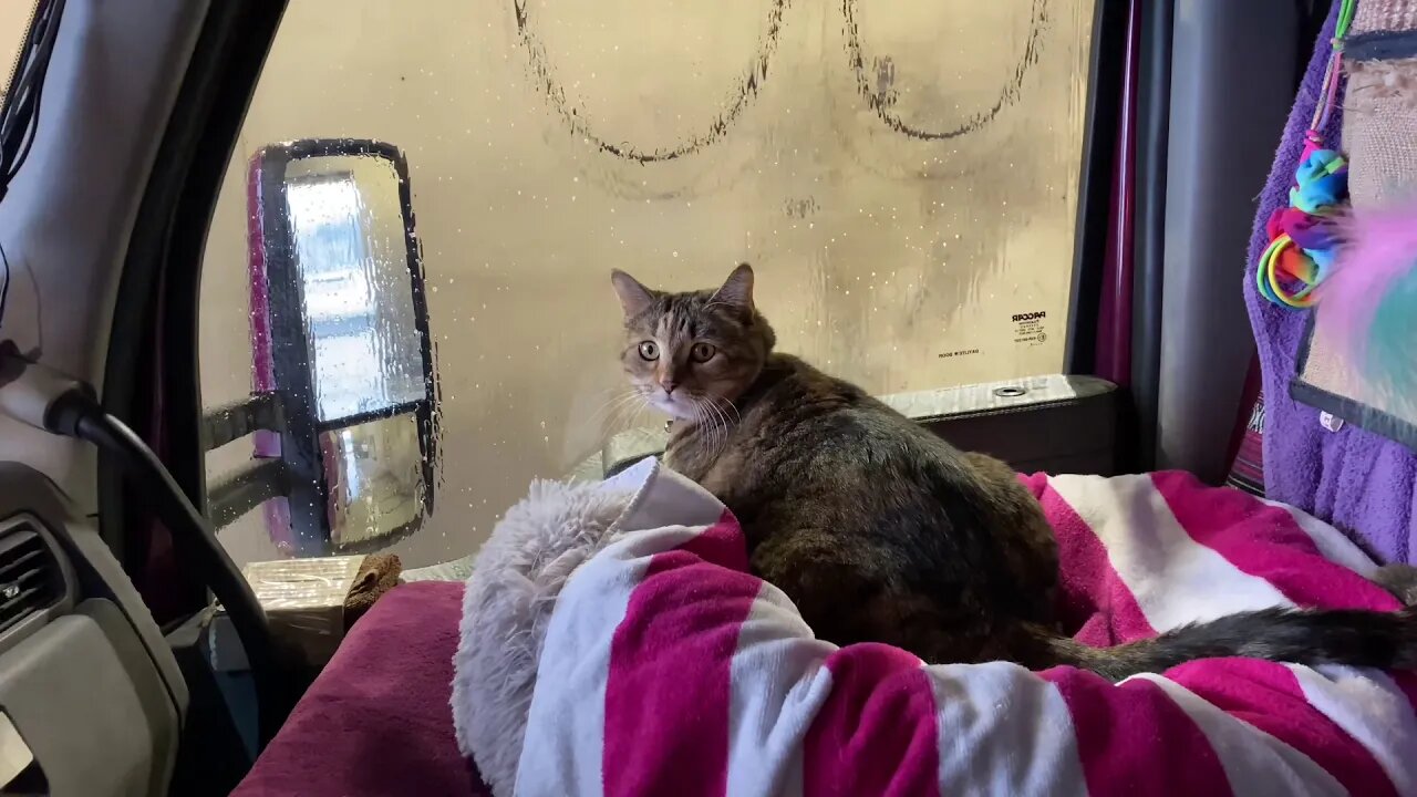 Milo is watching the guys wash the truck again.