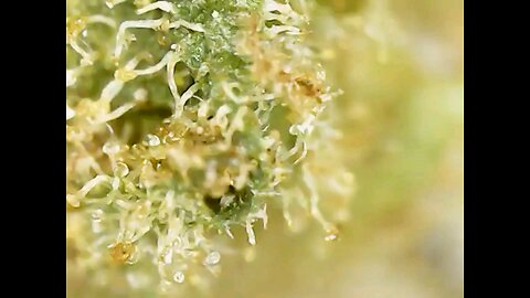 Canabis Trichomes