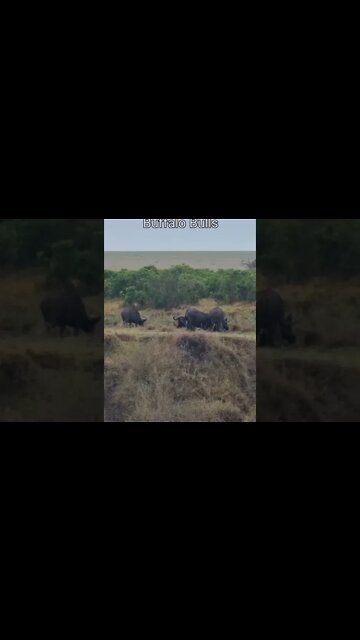 Maasai Mara Sightings Today 18/01/22 (Lions, Cheetah, Hyena, etc) | Zebra Plains | #shorts
