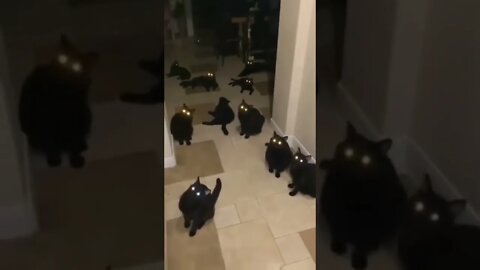 👀👀👀 #shorts #shortsvideo #fyp #cat #cats #fy #youtube