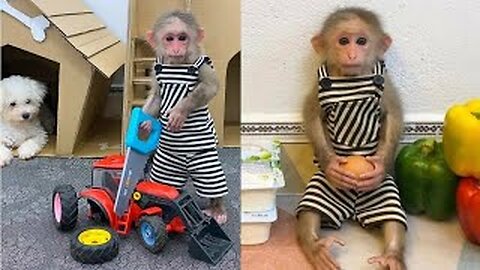 Funny monkeys videos compilation 2023 best video