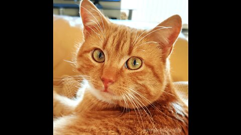 4K Quality Animal Footage - Cats and Kittens Beautiful Scenes Episode 12 | Viral Cat