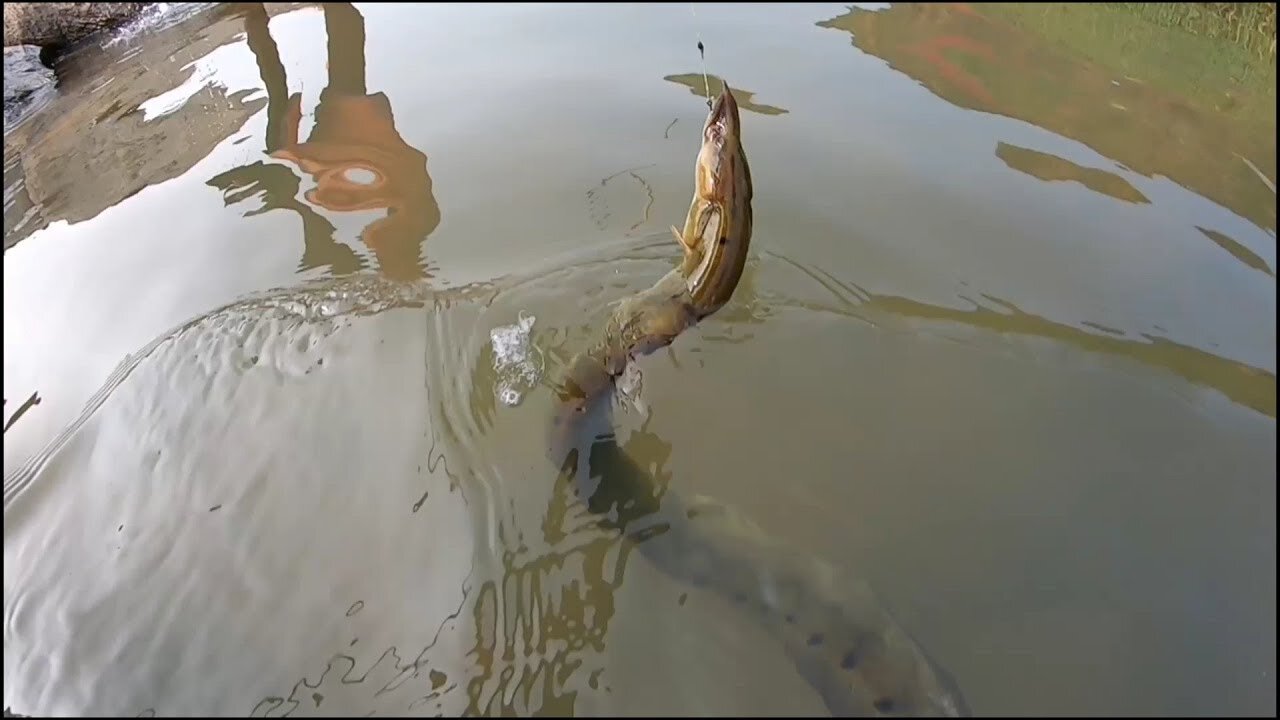 Fish hunting Big bam fish catching