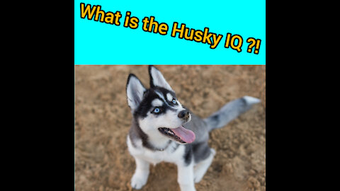 Funny animals_dog_husky