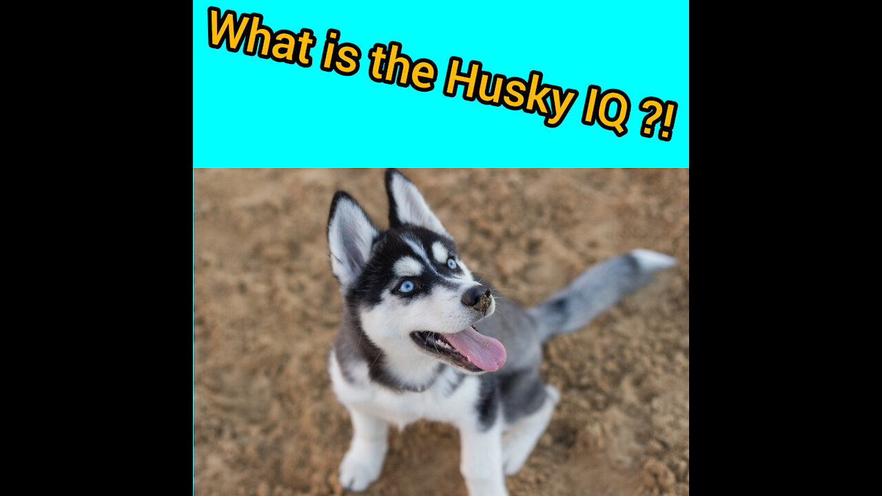 Funny animals_dog_husky