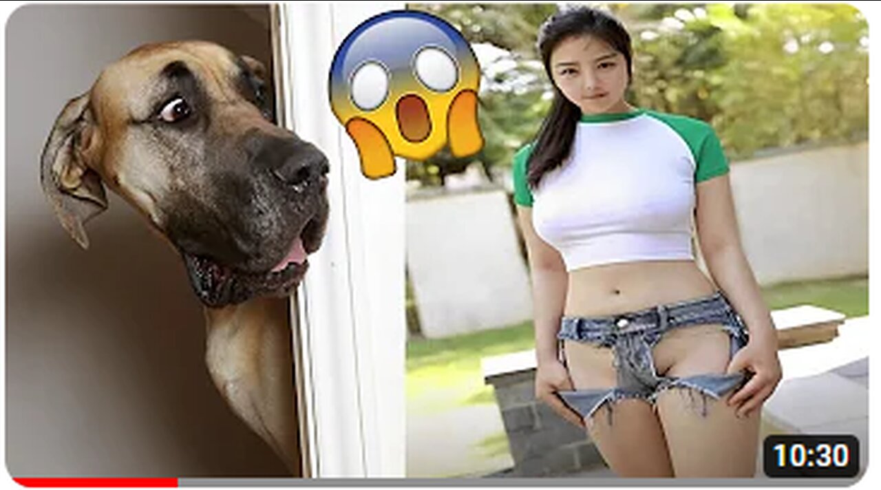 Funniest Animals Video - Funny Dogs And Cats - Try Not To Laugh Animals