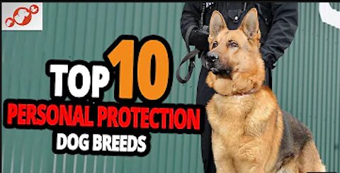Protection Dogs – TOP 10 Best Personal Protection Dogs In The World!