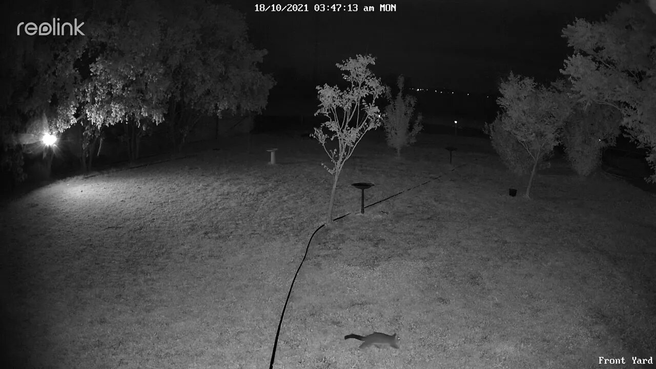 Possum on his way home