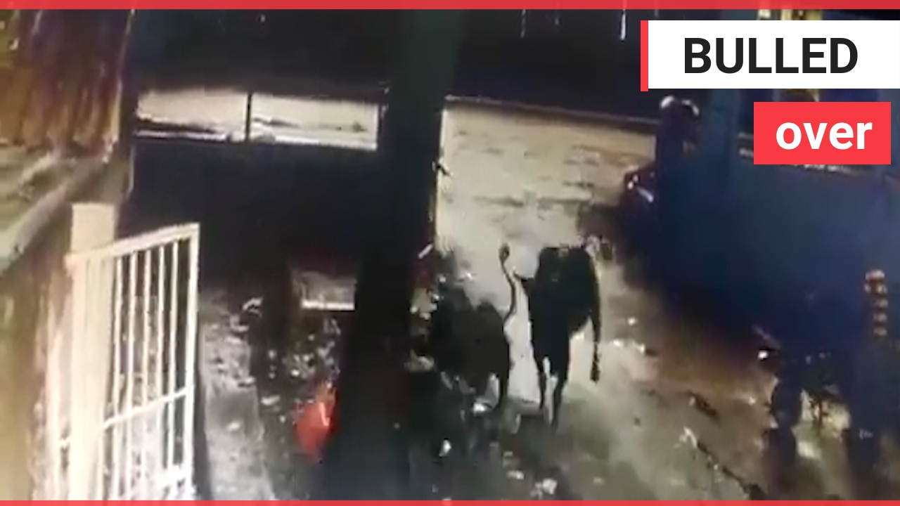 Moment student distracted by his phone was barged to the ground two raging bulls