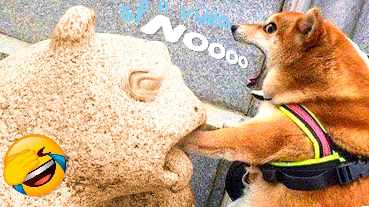 BEST TOP 11 ANIMALS FUNNY VIDEO