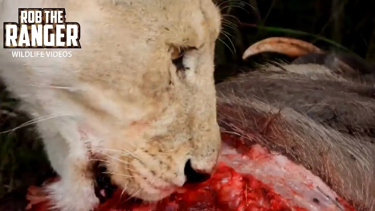 Lion Pride Feast On A Warthog | Maasai Mara Safari | Zebra Plains