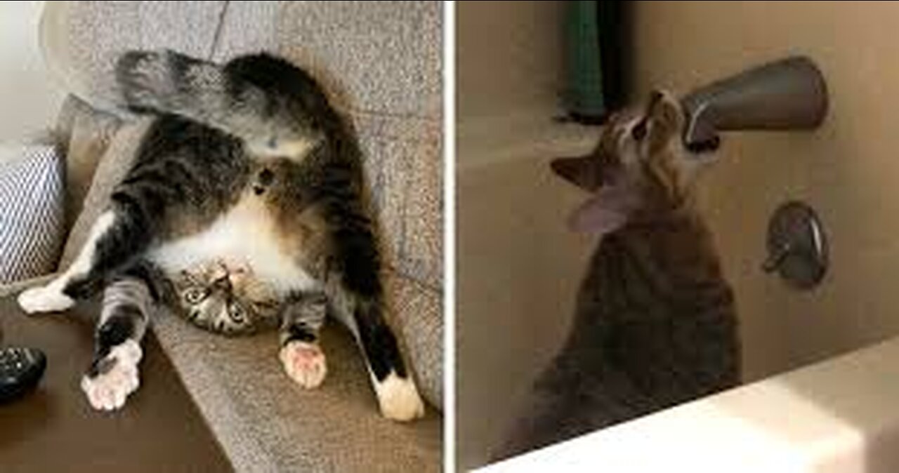 Funniest Animals 😅 funny cats and dogs videos