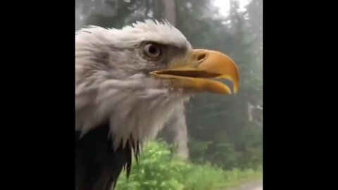 Fantastic animal
