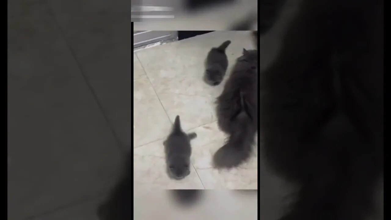 Cute kittens Funny and cute cats video #24