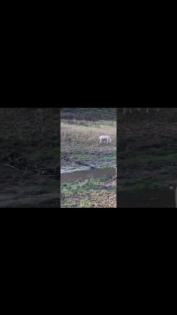 Dirty palomino after flood has gone through property