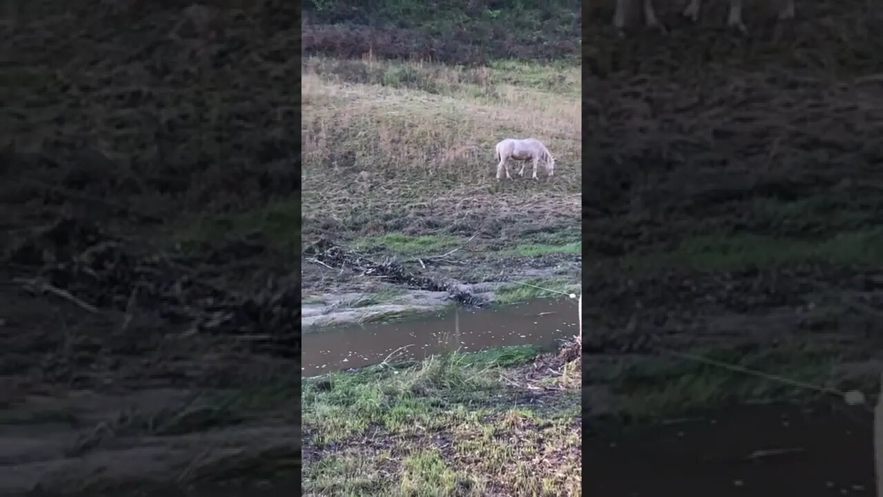 Dirty palomino after flood has gone through property