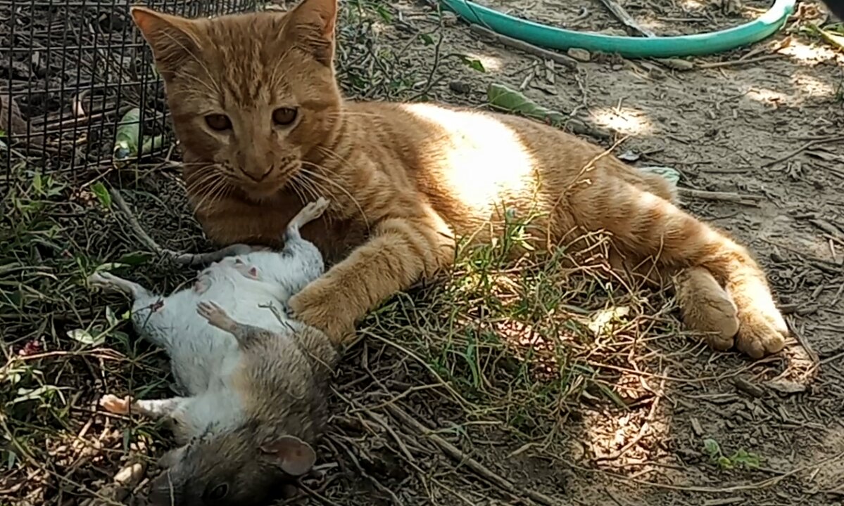 Bobtail Farm Kitten "Bustin' Loose"... 😂🤣