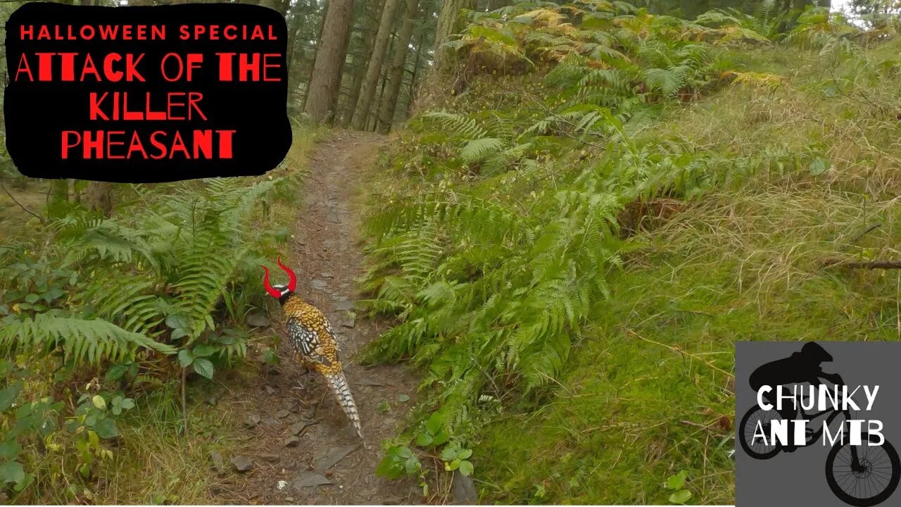 MTB | Attack of the killer pheasant!