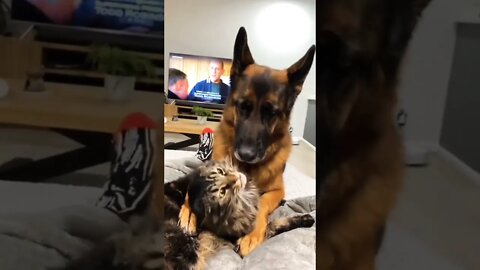 So adorable video #shorts #shortsfeed #clips #shortvideo