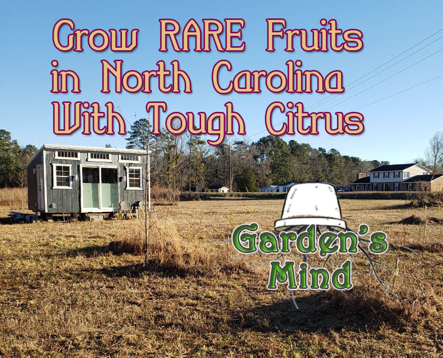 Growing Rare Cold Hardy Citrus in North Carolina with Tough Citrus