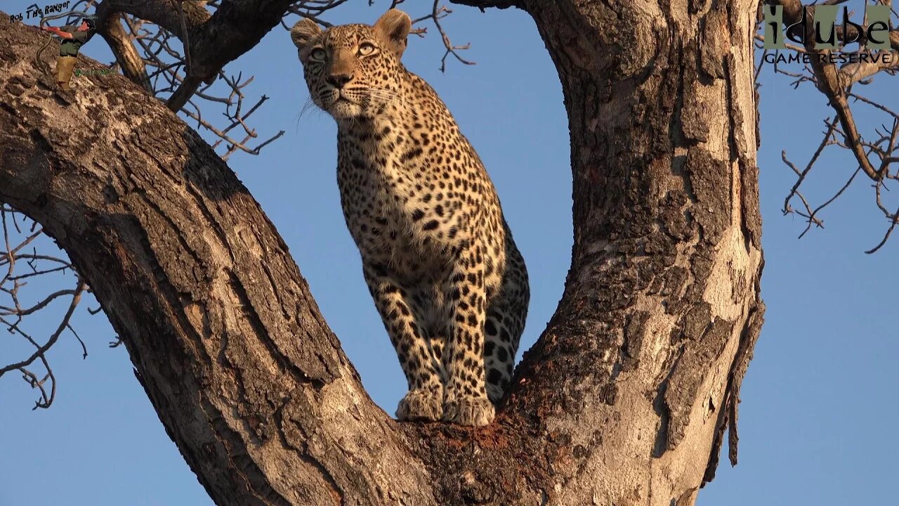 Scotia Female Leopard Eats A Duiker