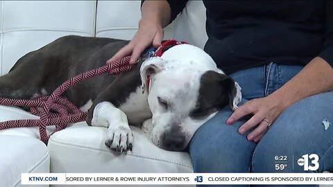 Pet of the week: Zoe