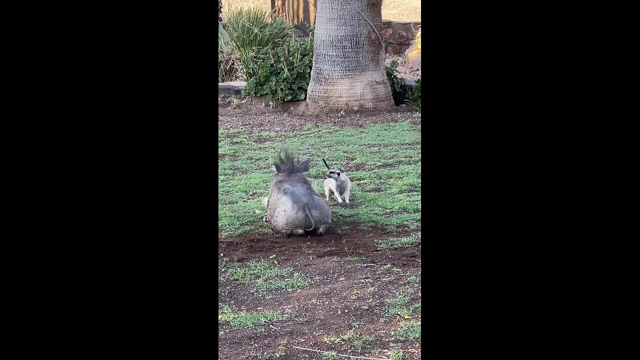 Hakuna matatππ¦ππππ