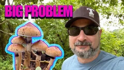 Fighting the heavy rains (FIX) Outdoor growing of magic mushrooms